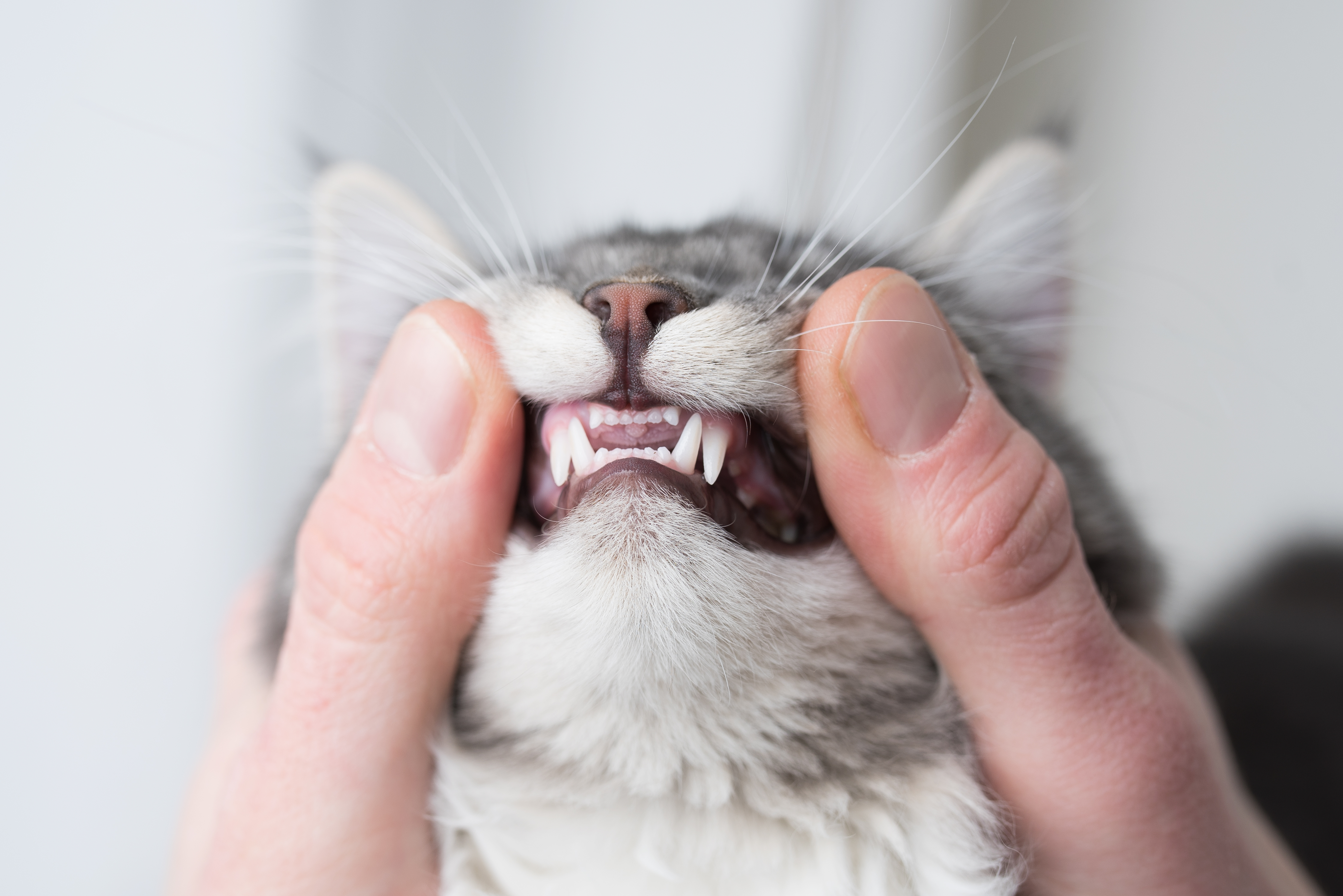 Is Dental Care Important for Pets?